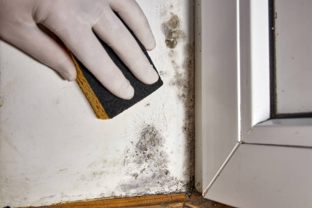 Best Mold-Related Health Consultation  in Goodrich, MI
